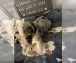 Small Photo #25 Welsh Cardigan Corgi Puppy For Sale in SUN PRAIRIE, WI, USA