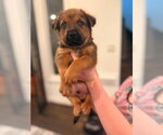 Small #4 Labrador Retriever Mix
