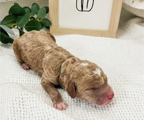Medium Photo #2 Miniature Labradoodle Puppy For Sale in NORWALK, CT, USA