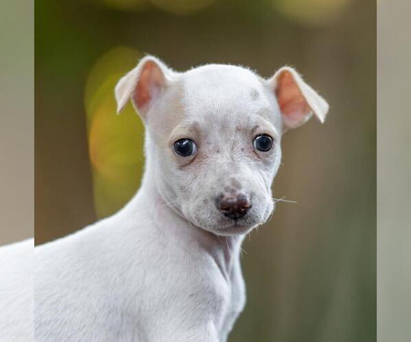 Medium Photo #1 Poodle (Miniature)-Unknown Mix Puppy For Sale in San Diego, CA, USA