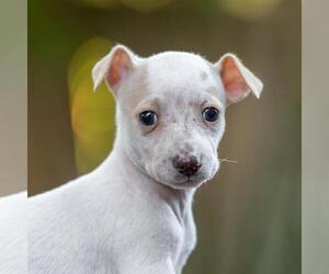 Poodle (Miniature)-Unknown Mix Dogs for adoption in San Diego, CA, USA