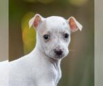 Small Poodle (Miniature) Mix