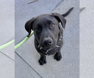 Labrador Retriever-Unknown Mix Dogs for adoption in Garner, NC, USA