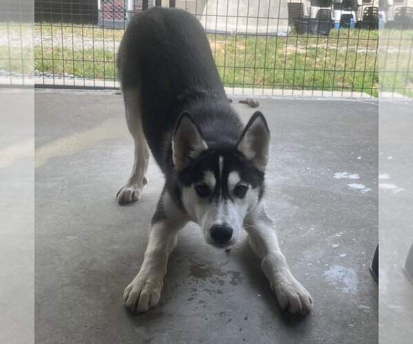 Medium Photo #3 Siberian Husky Puppy For Sale in Yardley, PA, USA
