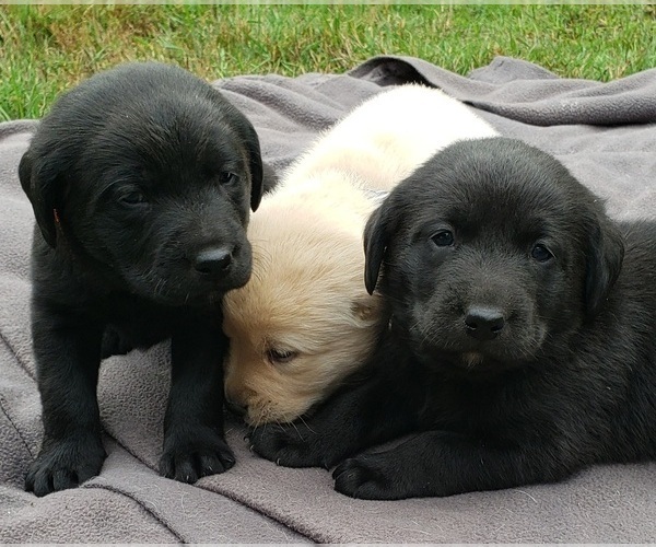 Medium Photo #92 Labrador Retriever Puppy For Sale in OLYMPIA, WA, USA