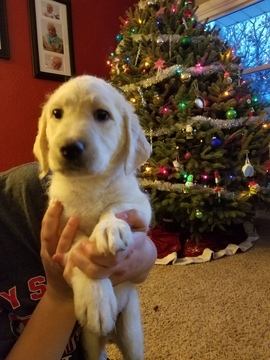 Medium Photo #1 Labradoodle Puppy For Sale in ASHWAUBENON, WI, USA