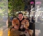 Small Photo #8 Pomeranian Puppy For Sale in HUNTINGTON BEACH, CA, USA