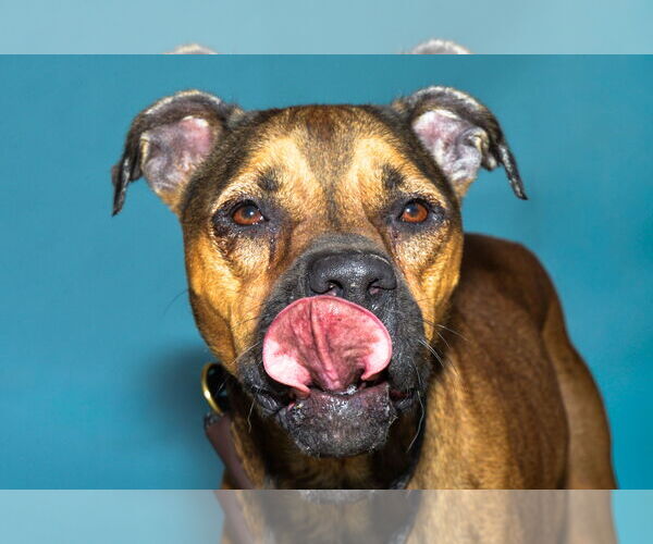 Medium Photo #1 Boxer Puppy For Sale in Pasadena, CA, USA