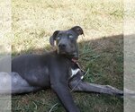 Small Photo #6 Unknown-Weimaraner Mix Puppy For Sale in Columbus, IN, USA