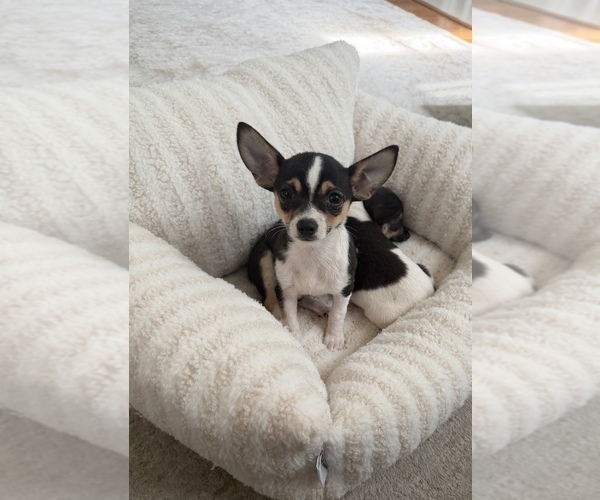Medium Photo #2 Chihuahua Puppy For Sale in GLEN ALLEN, VA, USA