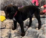 Small #1 Boxer