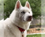 Small Siberian Husky