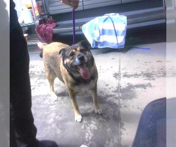 Medium Photo #1 German Shepherd Dog-Unknown Mix Puppy For Sale in Tallahassee, FL, USA