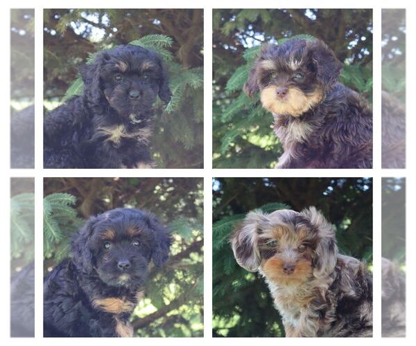 Medium Photo #1 Cavapoo Puppy For Sale in THORP, WI, USA