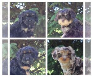 Cavapoo Litter for sale in THORP, WI, USA