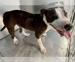 Small American Staffordshire Terrier Mix