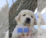 Small Photo #4 Golden Retriever Puppy For Sale in EL CAMPO, TX, USA