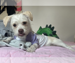Small Mutt