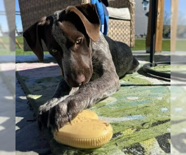 Medium Photo #4 German Shorthaired Pointer Puppy For Sale in Minneapolis, MN, USA