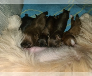 Shih Tzu Puppy for Sale in WESLEY CHAPEL, Florida USA
