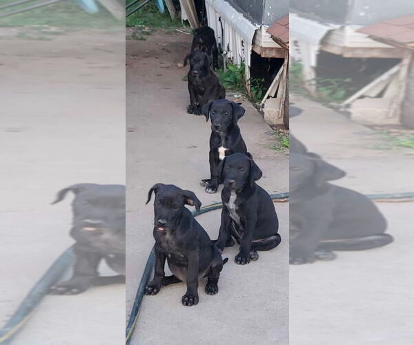 Medium Photo #2 Great Dane-Unknown Mix Puppy For Sale in Bullard, TX, USA