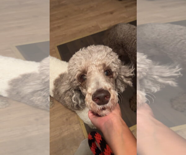 Medium Photo #4 Poodle (Standard) Puppy For Sale in Pacolet, SC, USA