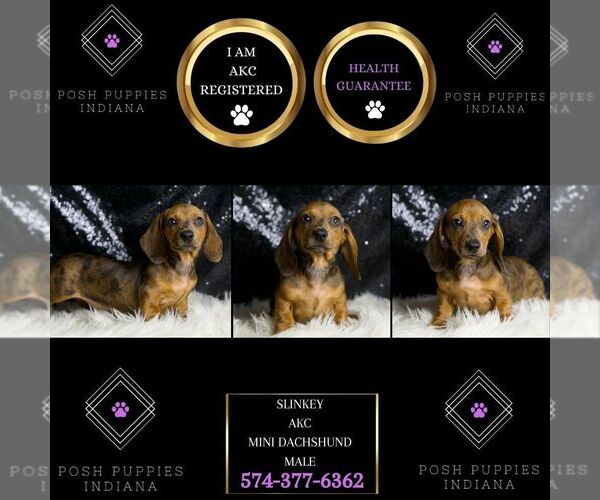 Medium Photo #2 Dachshund Puppy For Sale in WARSAW, IN, USA