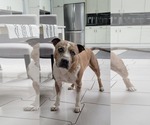 Small #4 Mutt