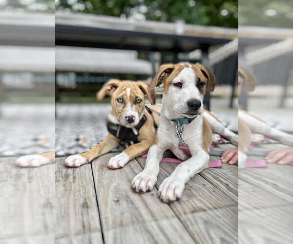 Medium Photo #19 Labrador Retriever-Unknown Mix Puppy For Sale in Brewster, NY, USA