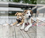 Small #18 Labrador Retriever Mix