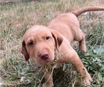 Puppy Peach Labrador Retriever