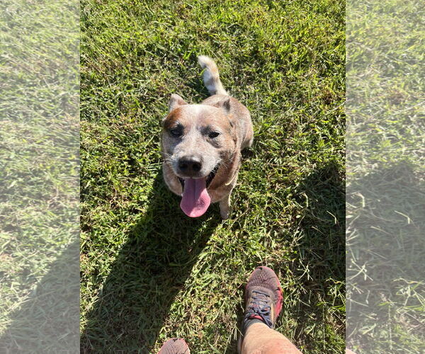 Medium Photo #4 Mutt Puppy For Sale in Garden City, NY, USA