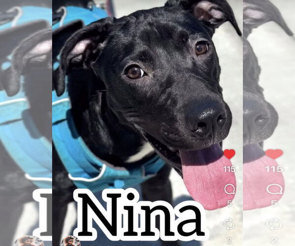 Medium Photo #2 Labrador Retriever-Unknown Mix Puppy For Sale in Bellevue, WA, USA