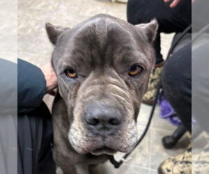 Mutt Dogs for adoption in Rustburg, VA, USA