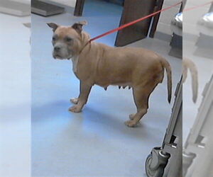 Mutt Dogs for adoption in Fayetteville, NC, USA