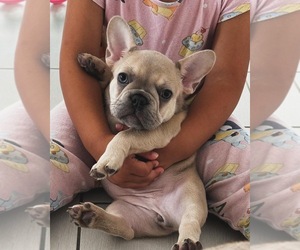 French Bulldog Puppy for sale in MIAMI, FL, USA