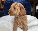 Small Photo #8 Goldendoodle (Miniature) Puppy For Sale in SAN FERNANDO, CA, USA