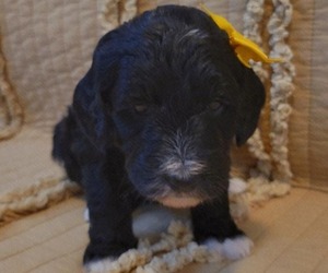 Bernedoodle (Miniature) Puppy for sale in ELKHART, IA, USA