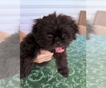 Small #2 Shih Tzu