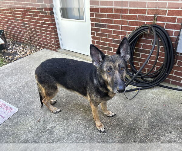 Medium Photo #3 German Shepherd Dog Puppy For Sale in New Hill, NC, USA