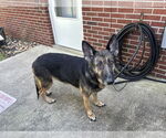 Small #2 German Shepherd Dog