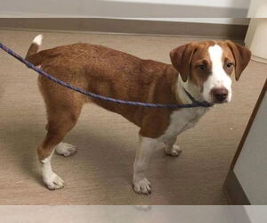Bella - Female Beagle Dog for Adoption - Photo #7