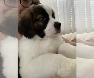 Saint Bernard Puppy for sale in RUSSELLS POINT, OH, USA