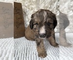 Small #16 Bernedoodle