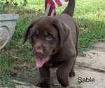 Small Photo #1 Labrador Retriever Puppy For Sale in SPOTSYLVANIA, VA, USA