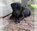 Small #4 Labrador Retriever Mix