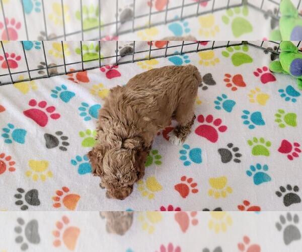 Medium Photo #9 Cock-A-Poo-Poodle (Miniature) Mix Puppy For Sale in ORO VALLEY, AZ, USA