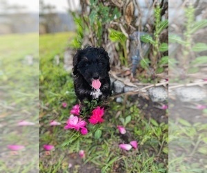 Medium Bernedoodle