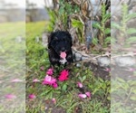 Puppy Puppy 5 Bernedoodle
