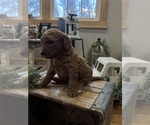 Small #1 Goldendoodle (Miniature)